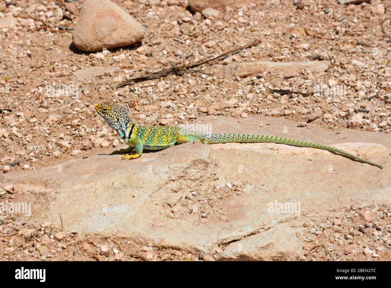 Eastern Collared Lizard, Arizona Stock Photo Alamy