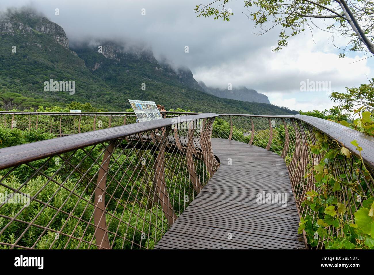 The Tree Canopy Walkway At Kirstenbosch National Botanical Gardens Cape Town South Africa Stock Photo Alamy