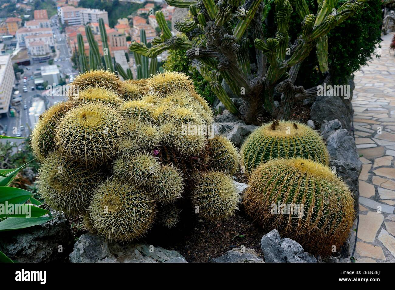 Visit the exotic garden of Monaco where there are huge collections of cacti and succulents Stock Photo