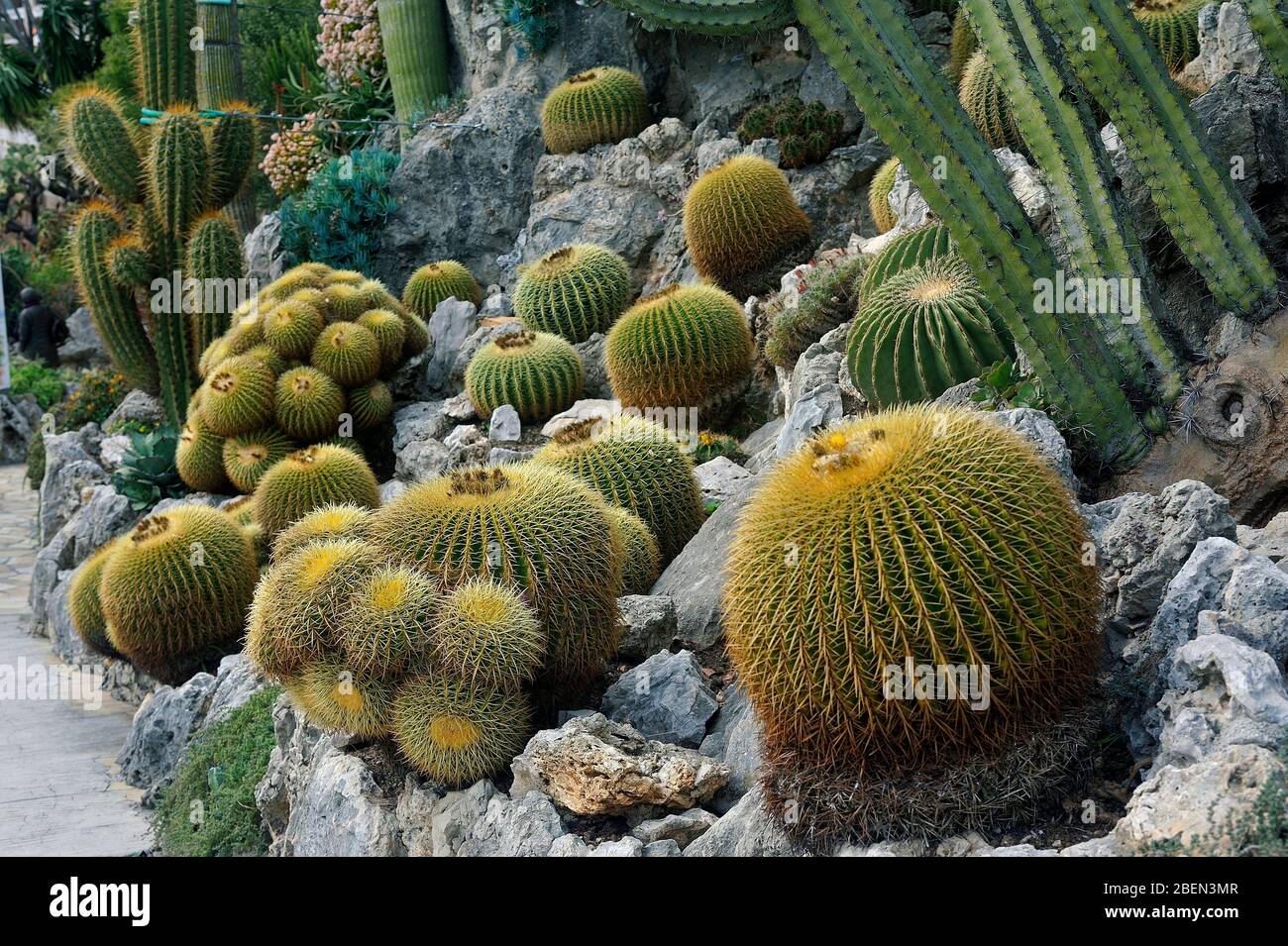 Visit the exotic garden of Monaco where there are huge collections of cacti and succulents Stock Photo