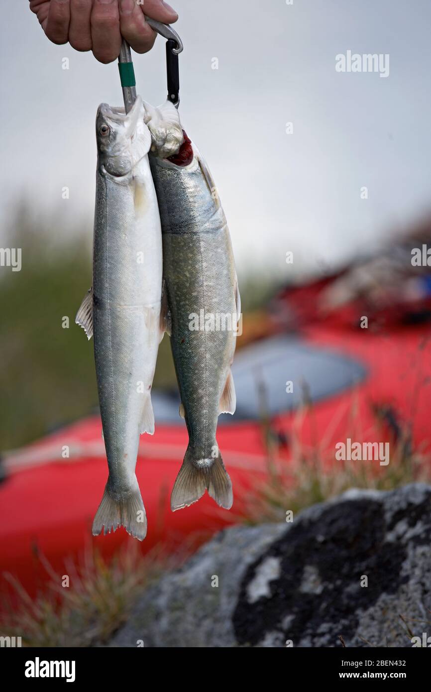 2 fresh Arctic char hanging on a carabiner Stock Photo