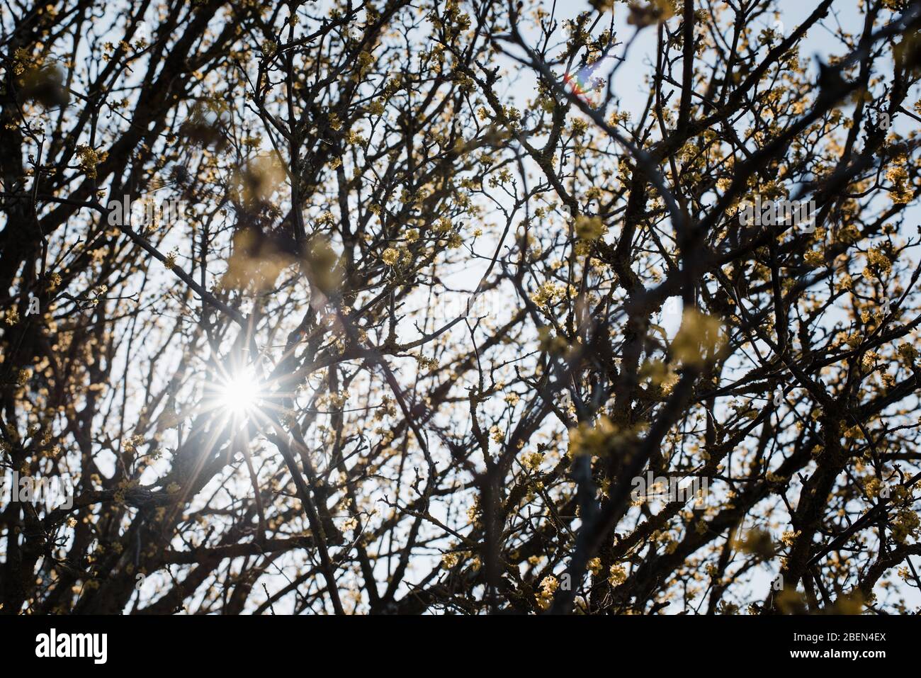 sun shinning through the trees on a spring day Stock Photo