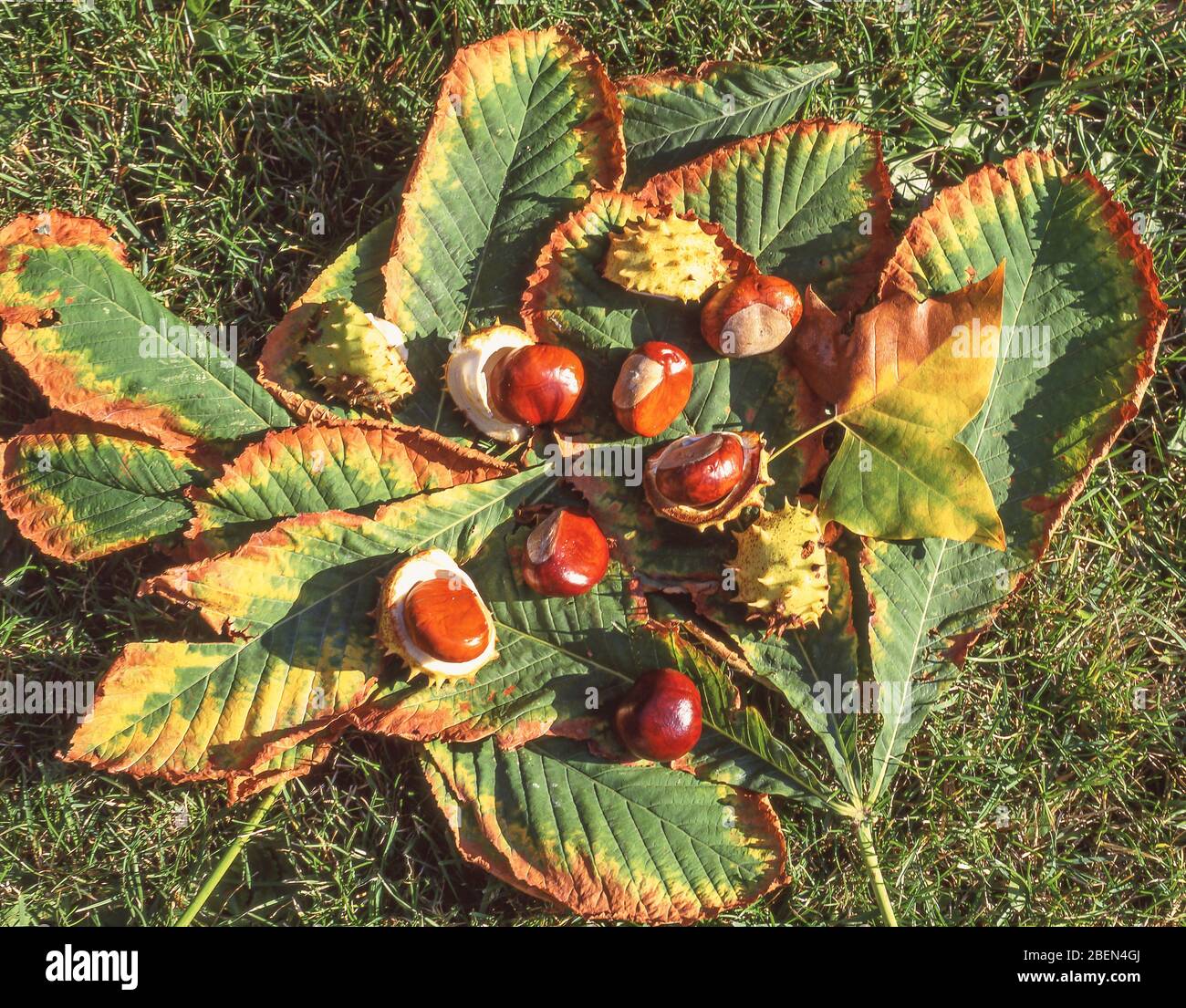 Sweet chestnuts (Castanea sativa) lying on autumn leaves, West Sussex, England, United Kingdom Stock Photo