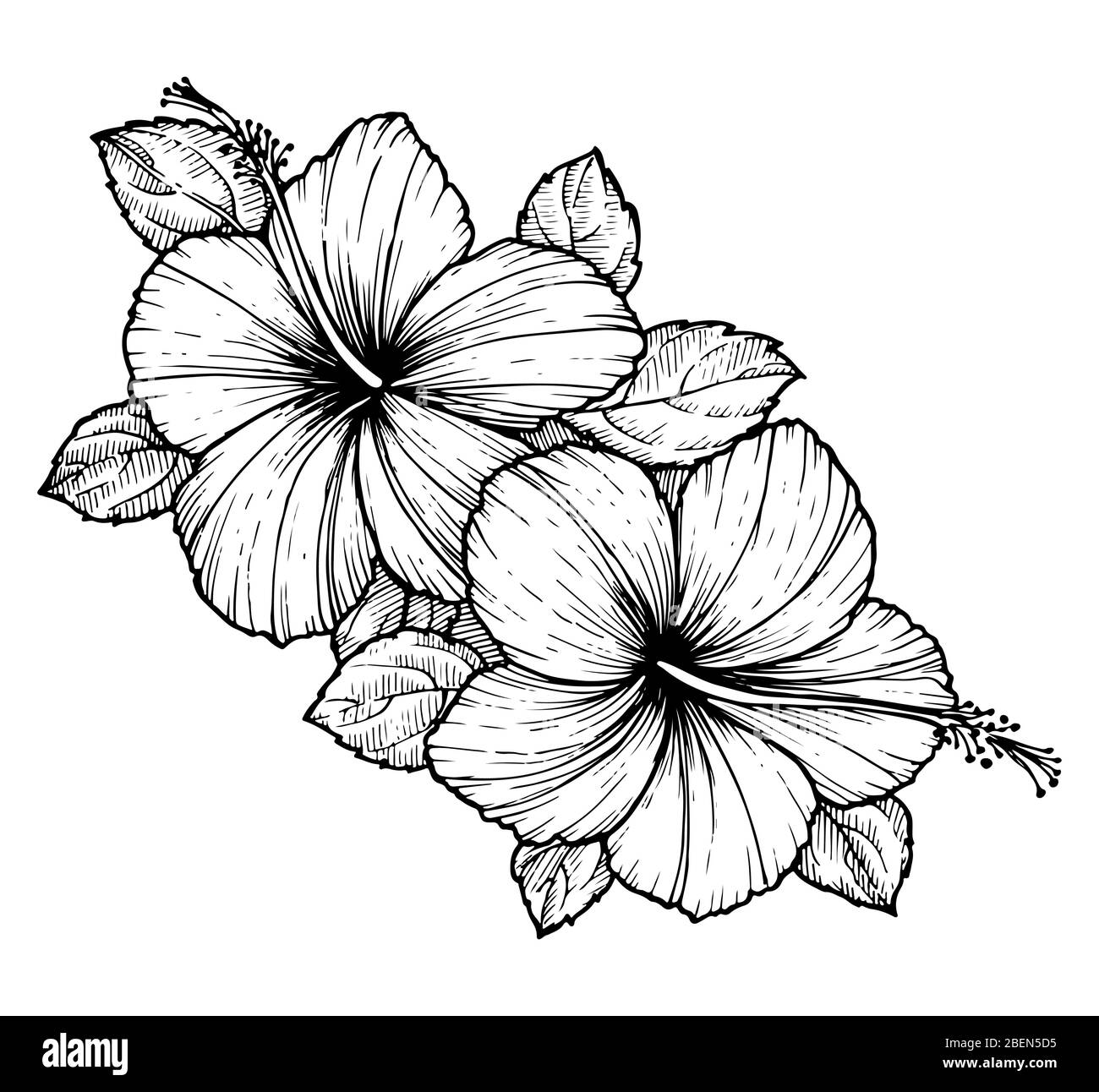 100,000 Hibiscus flower sketch Vector Images | Depositphotos-saigonsouth.com.vn