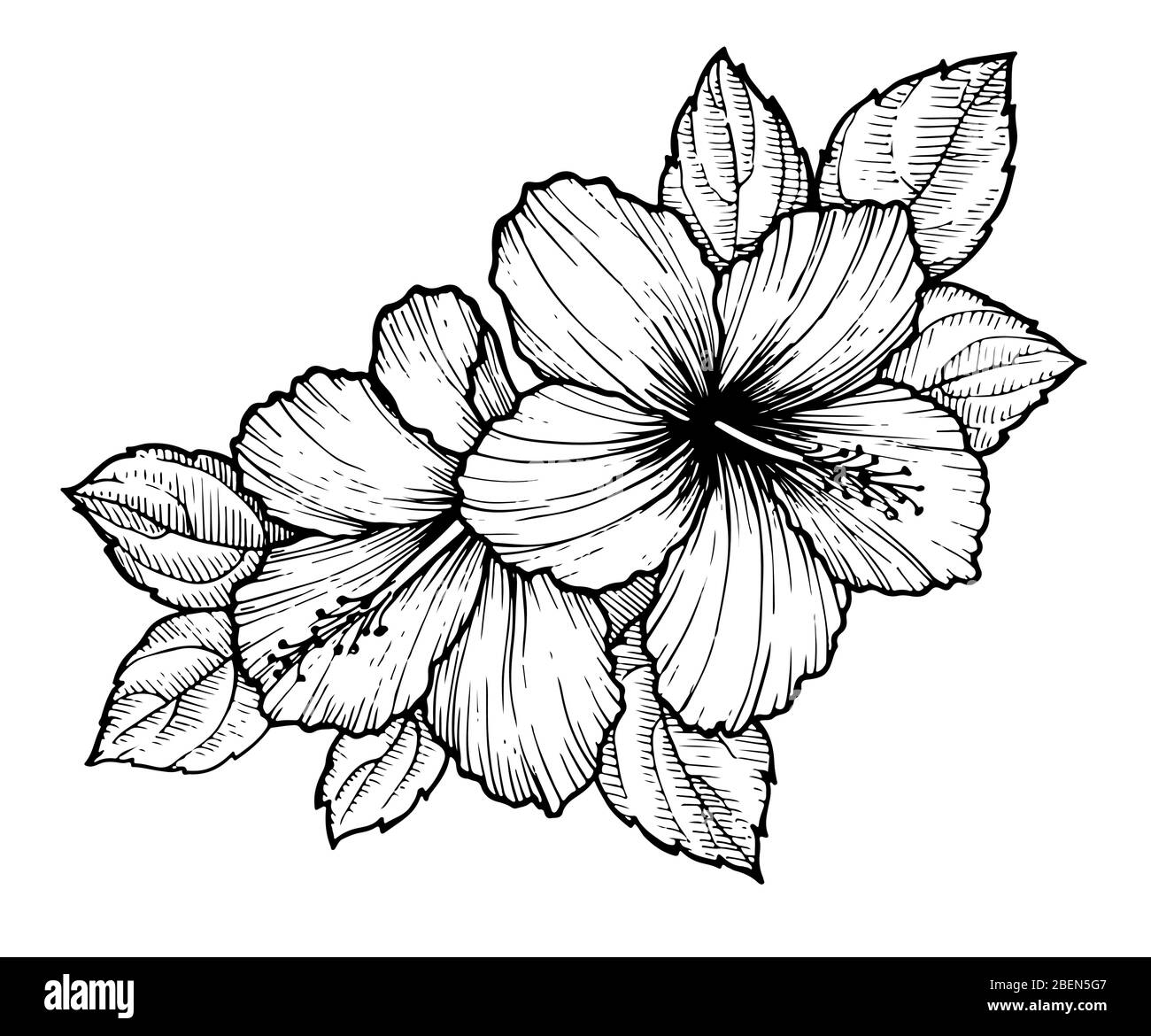 Hand drawn tropical hibiscus flower with leaves. Sketch florals on white background. Exotic blooms, engraving style for textile, surface design or ban Stock Vector