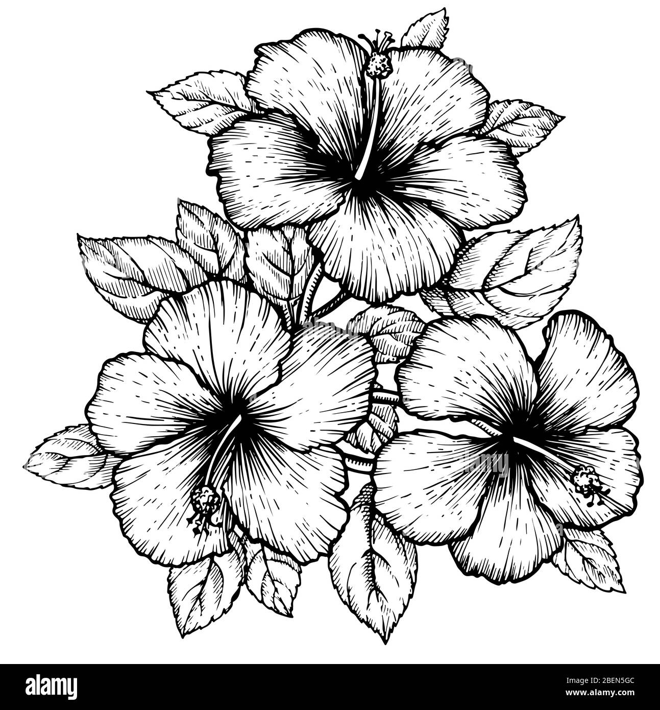 Hibiscus flower drawing Royalty Free Vector Image