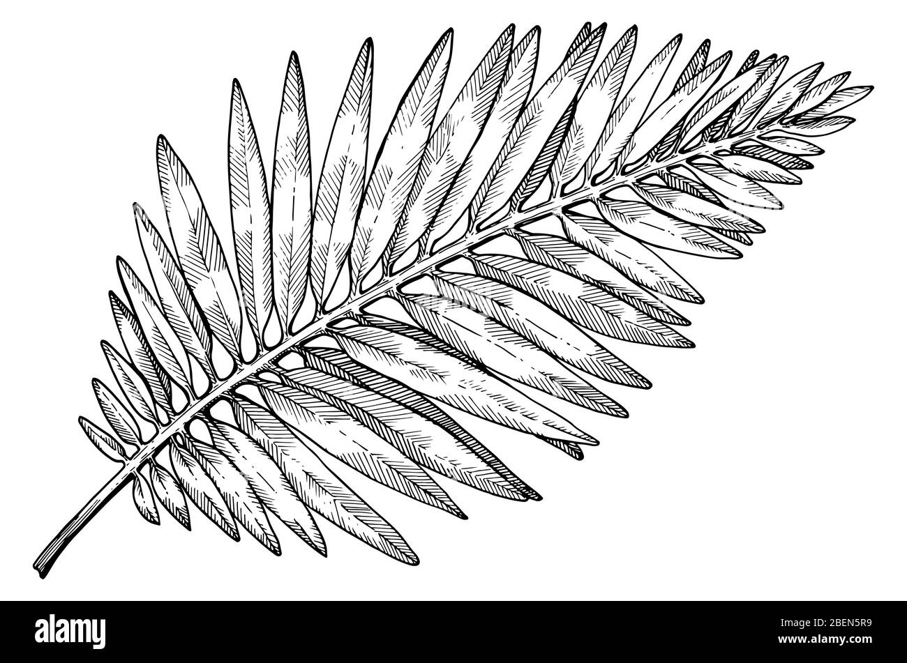 Hand drawn tropical palm tree leaves. Sketch on white background. Exotic engraving decoration for textile, surface design or banner. Great template fo Stock Vector