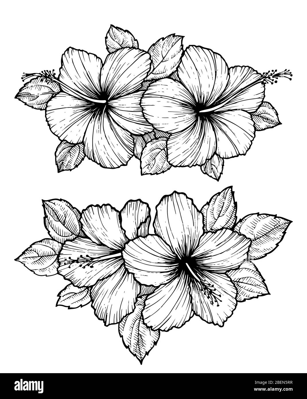 Hand drawn tropical hibiscus flower bouquet with leaves. Sketch florals ...