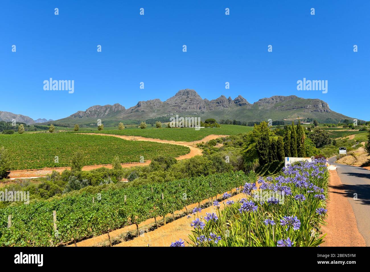 A nice scenery of Stellenbosch Grapes Gardens, Western Cape, South Africa Stock Photo