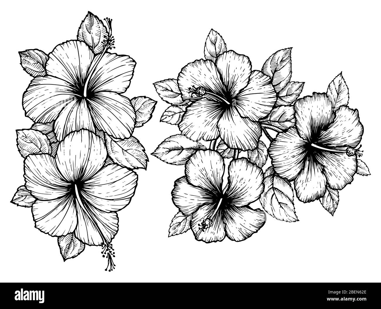 Hand drawn tropical hibiscus flower bouquet with leaves. Sketch florals ...