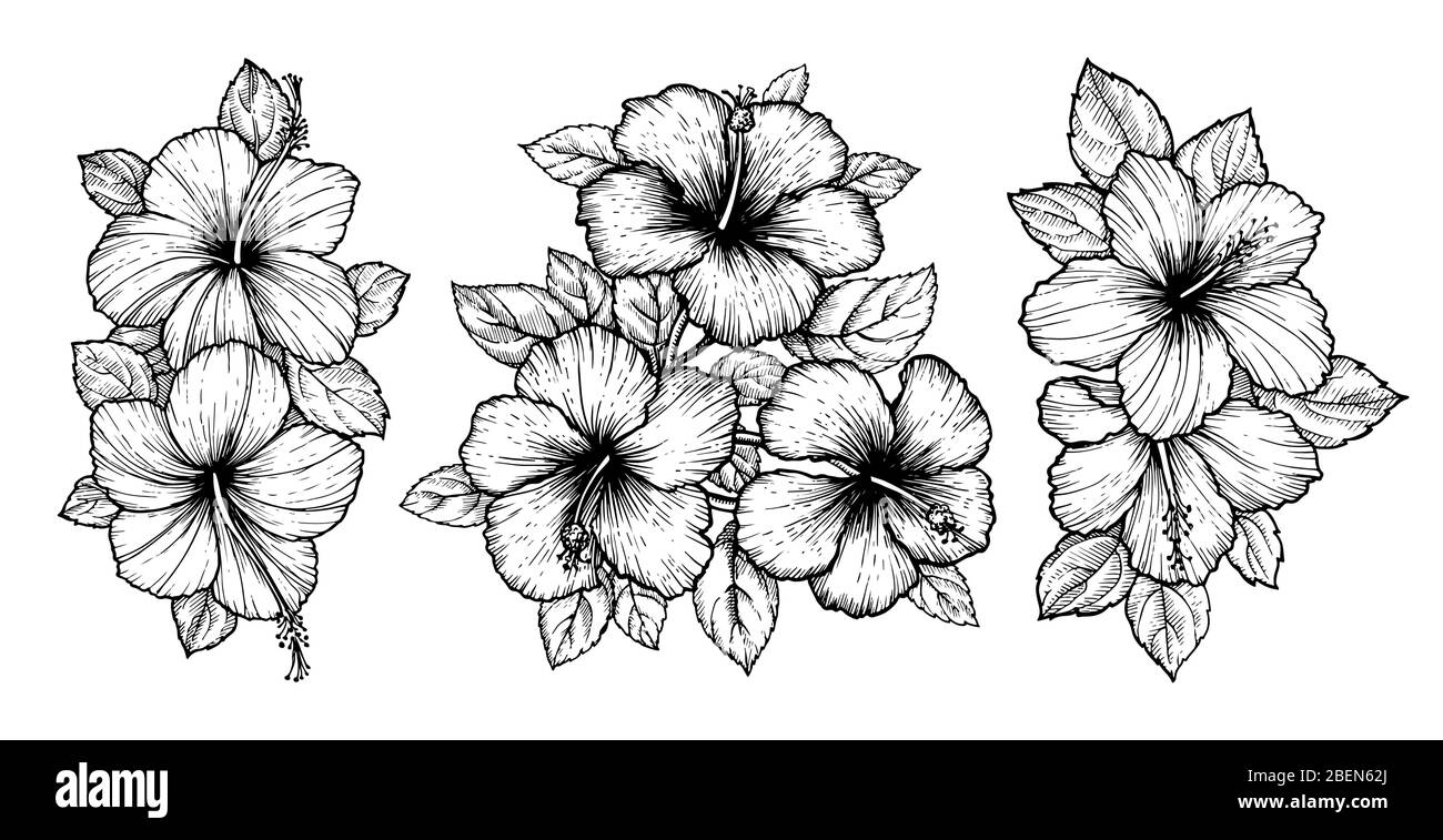 Hand drawn tropical hibiscus flower bouquet with leaves. Sketch florals ...