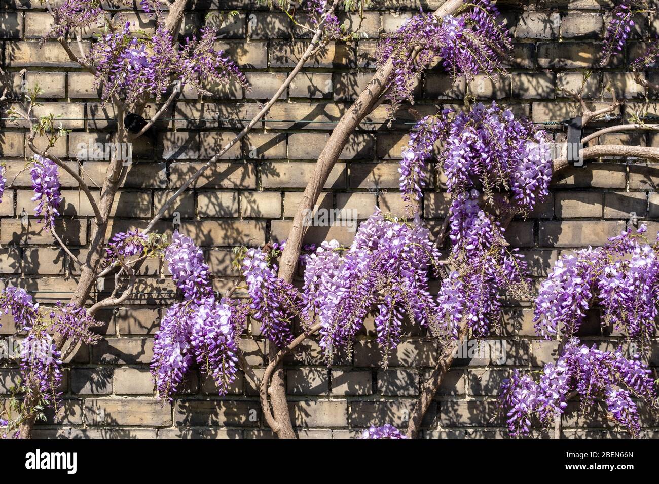 Climbing wisteria plant with purple flowers growing against a wall