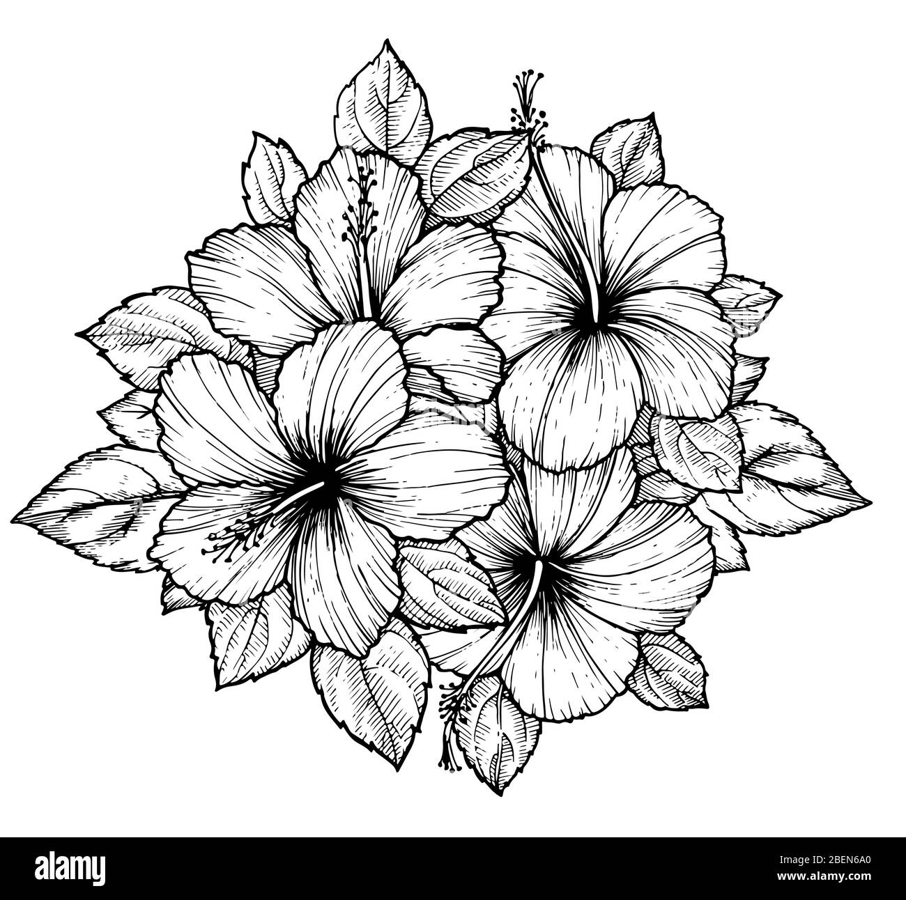 Hand drawn tropical hibiscus flower bouquet with leaves. Sketch florals ...