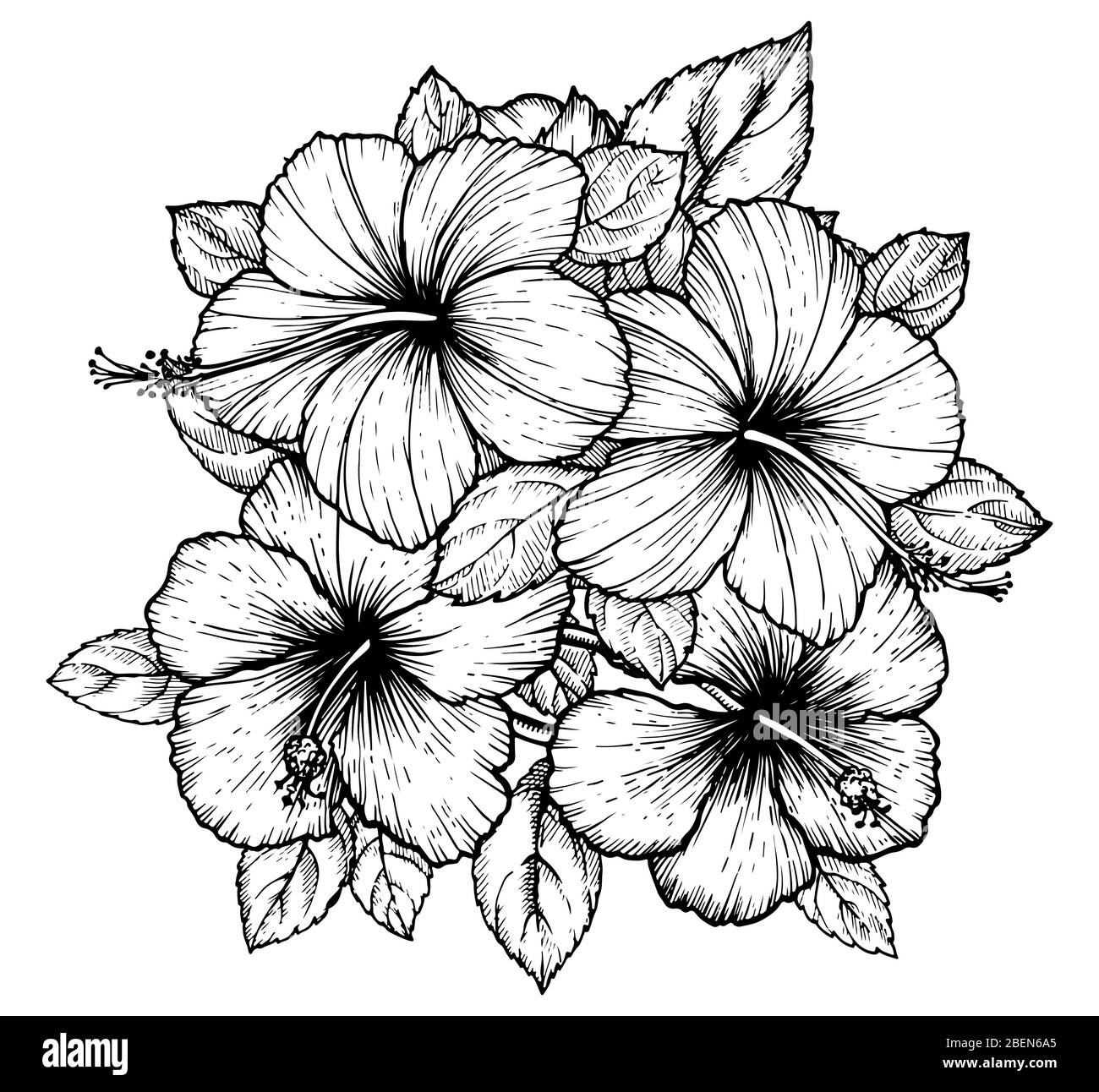 Hand drawn tropical hibiscus flower bouquet with leaves. Sketch florals ...