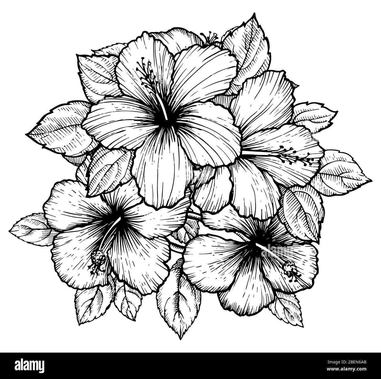 Hand drawn tropical hibiscus flower bouquet with leaves. Sketch florals ...