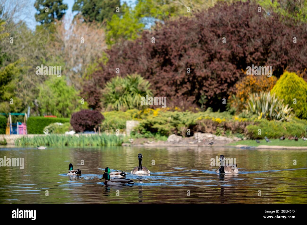 Duck with its ducklings at the duck pond at Pinner Memorial Park ...