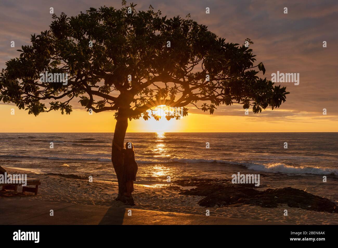 The lone tree at the Four Seasons Hotel in Kailua-Kona, Hawaii Stock Photo