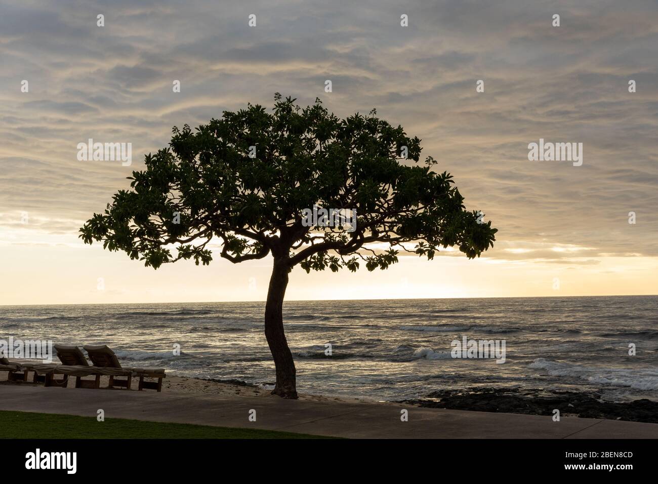 The lone tree at the Four Seasons Hotel in Kailua-Kona, Hawaii Stock Photo