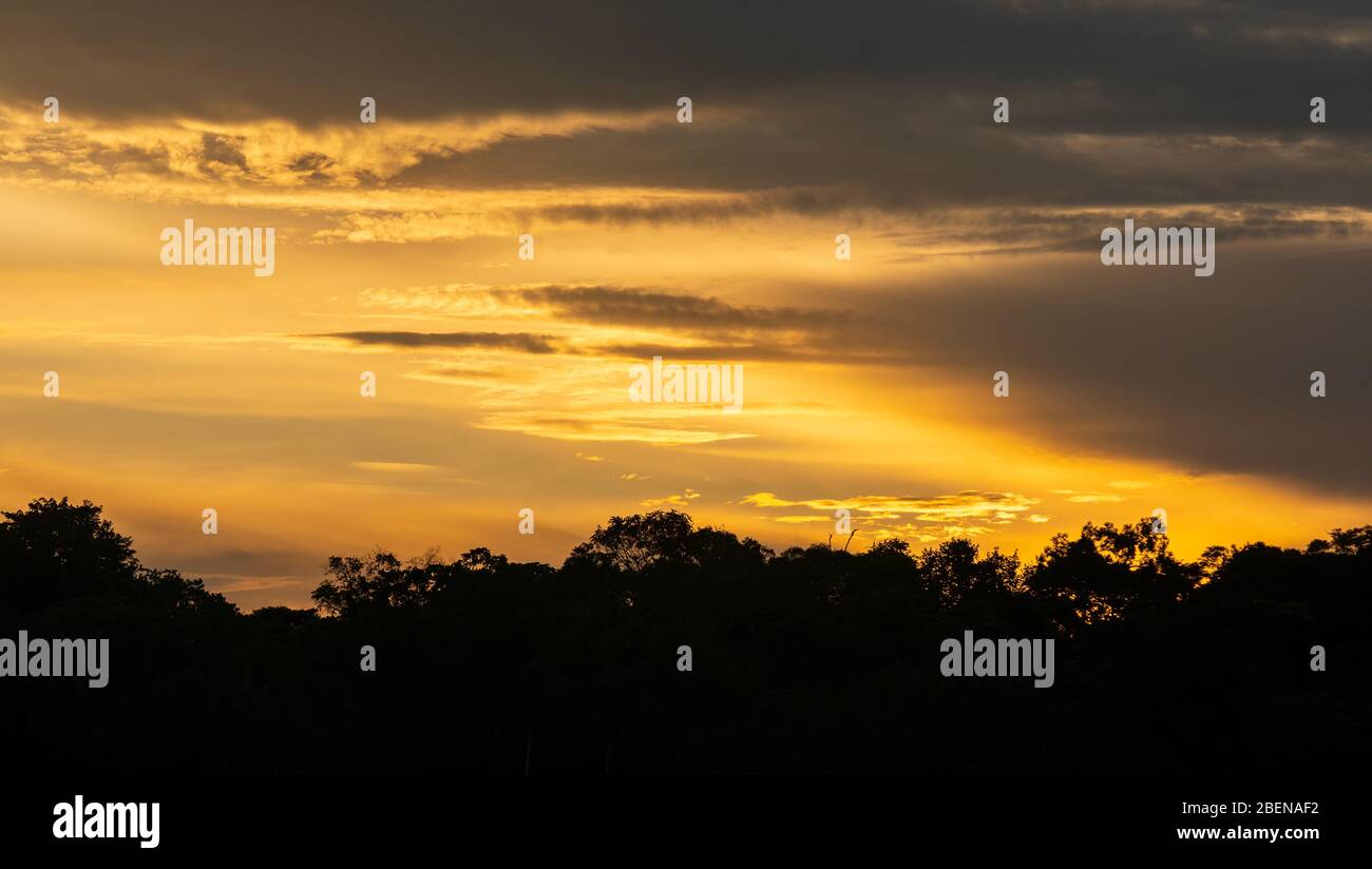 Amazon rainforest canopy panorama at sunset, Yasuni national park, Ecuador. Stock Photo