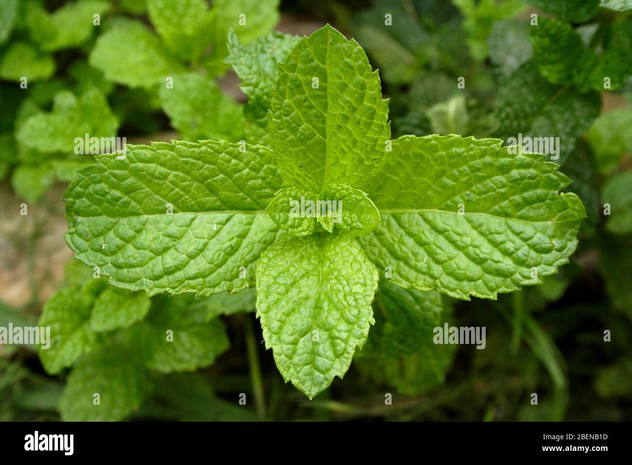 Common Green Mint in herb garden photographed from above Stock Photo