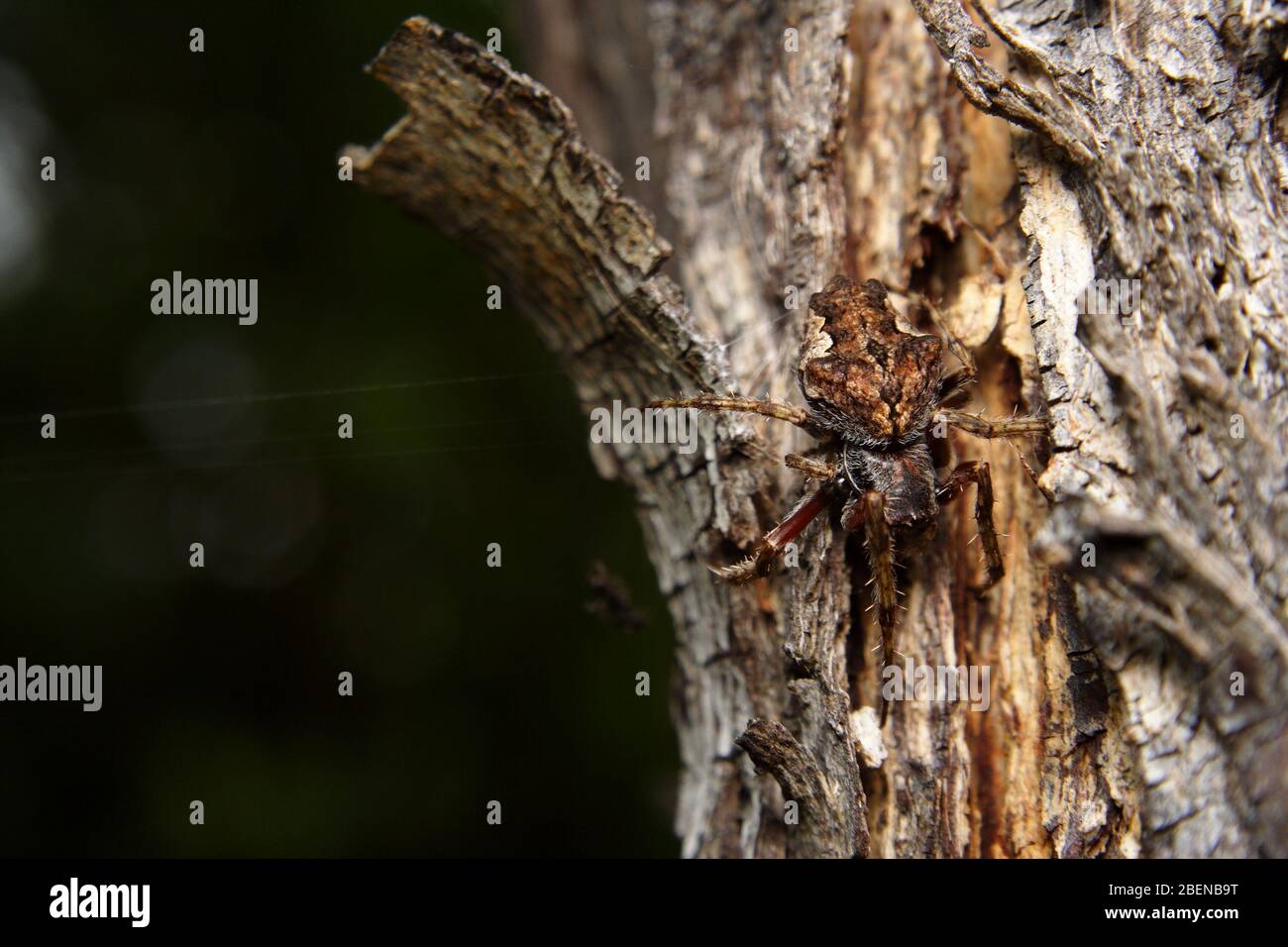 A Garden Orb Weaving Spider, Eriophora transmarina, camouflaged on Tree Bark. Stock Photo