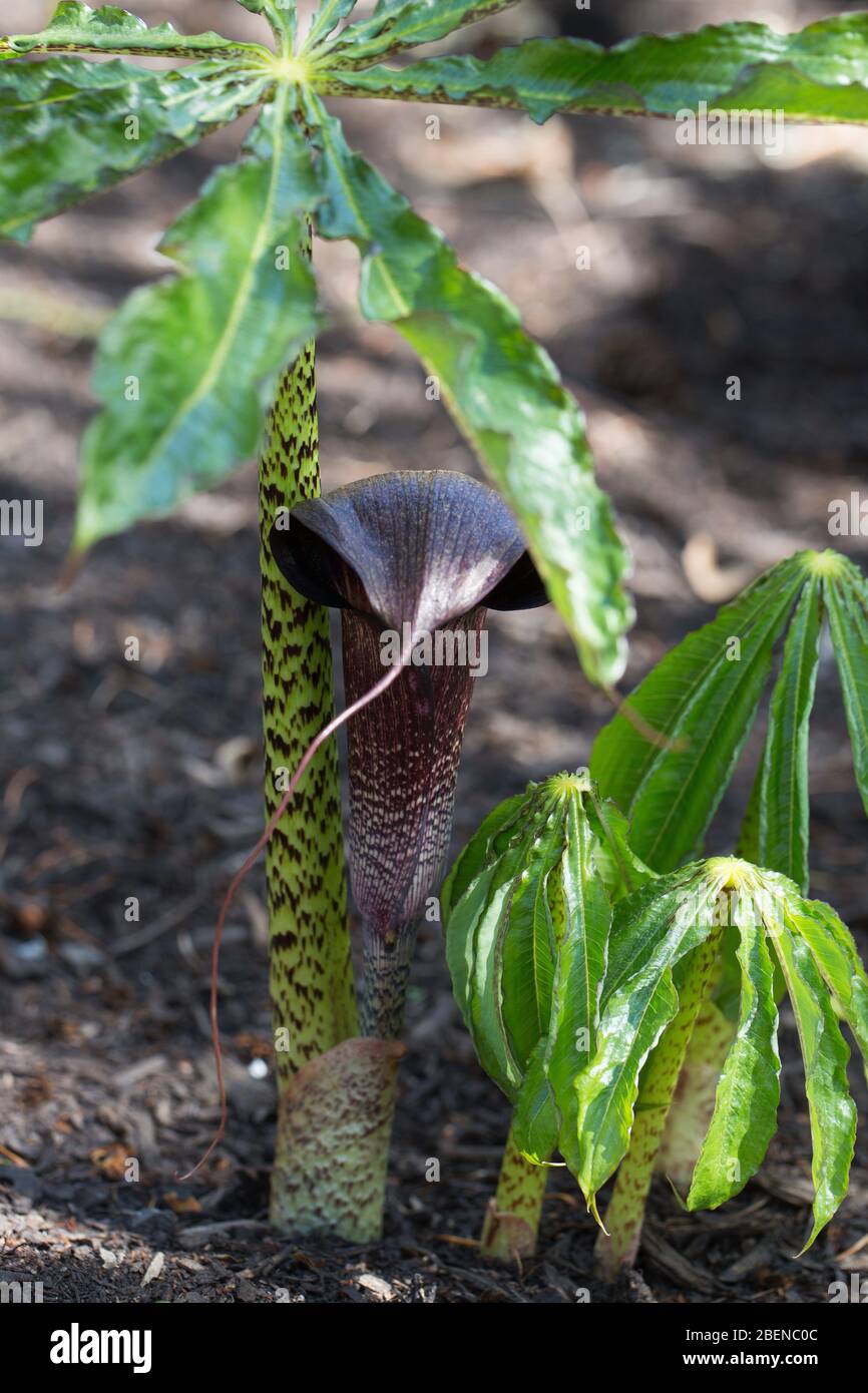 Arisaema taiwanense cobra lily Stock Photo Alamy