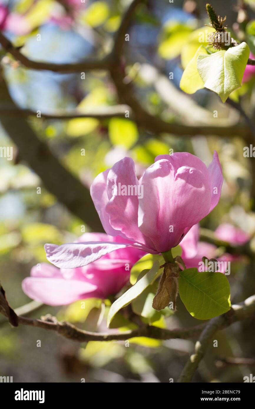 Magnolia ‘Felix Jury’ Stock Photo - Alamy