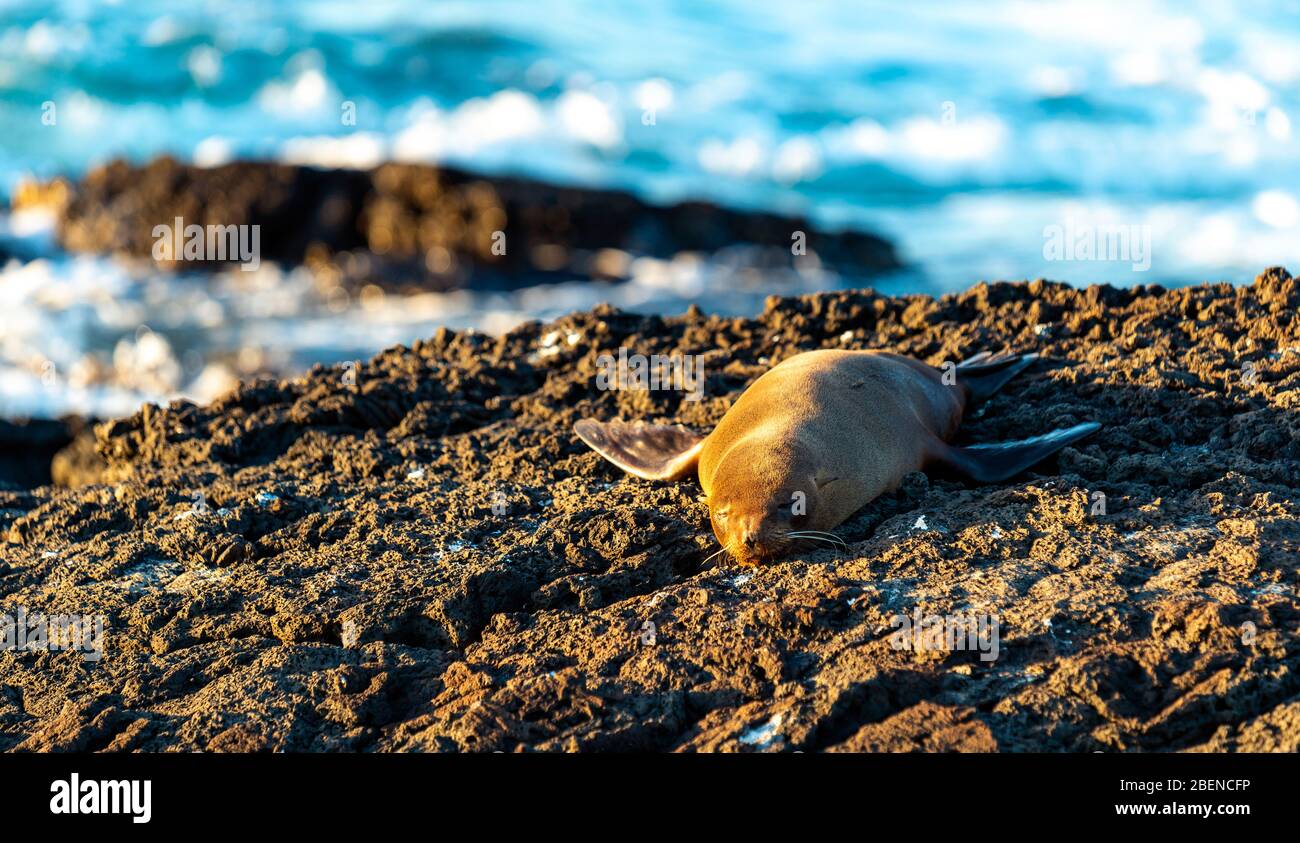 Panorama portrait of a resting Galapagos Fur Seal (Arctocephalus galapagoensis) on the beach of Puerto Egas, Santiago Island, Galapagos, Ecuador. Stock Photo