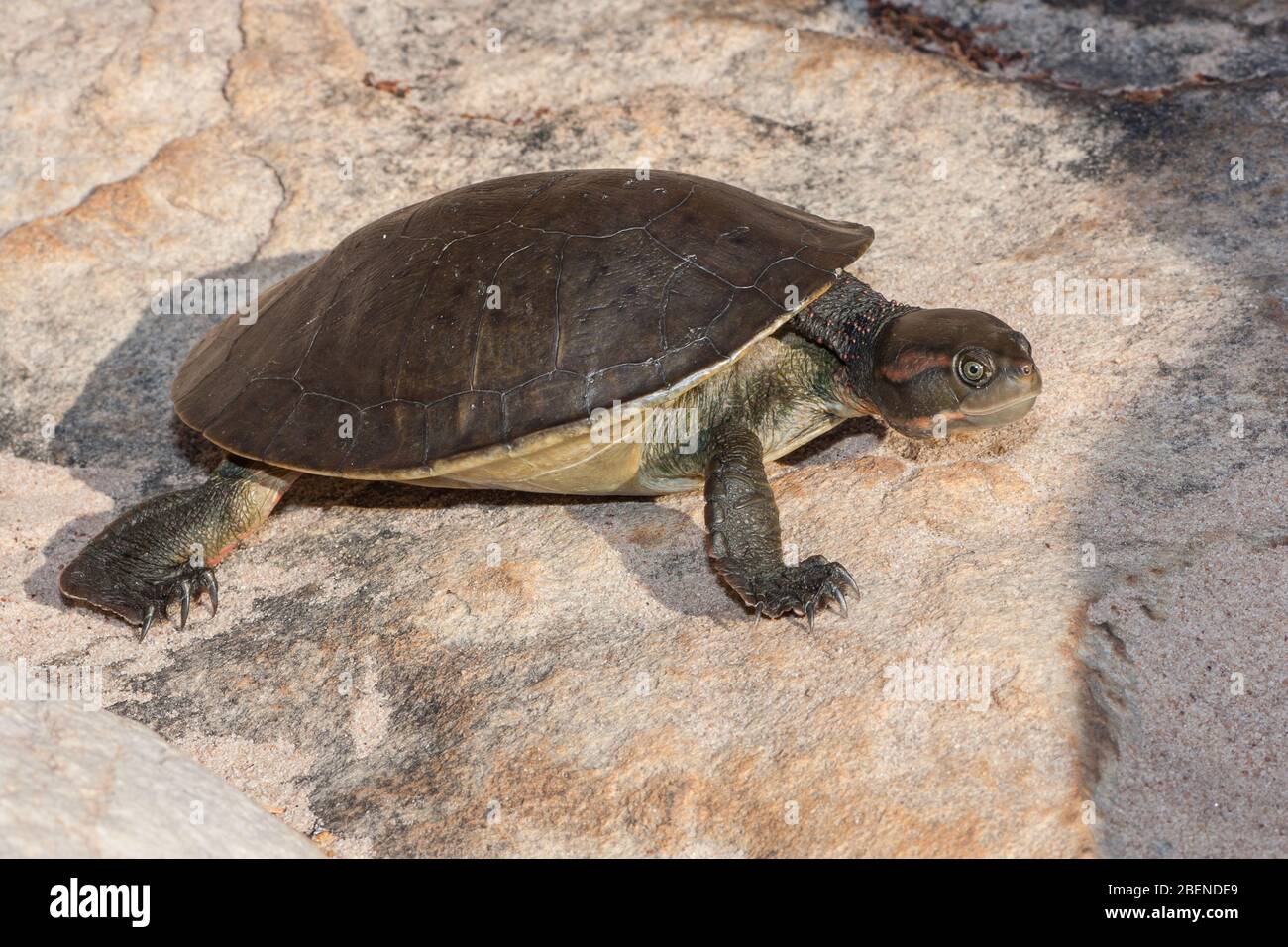 Northern Redfaced Turtle on land Stock Photo Alamy