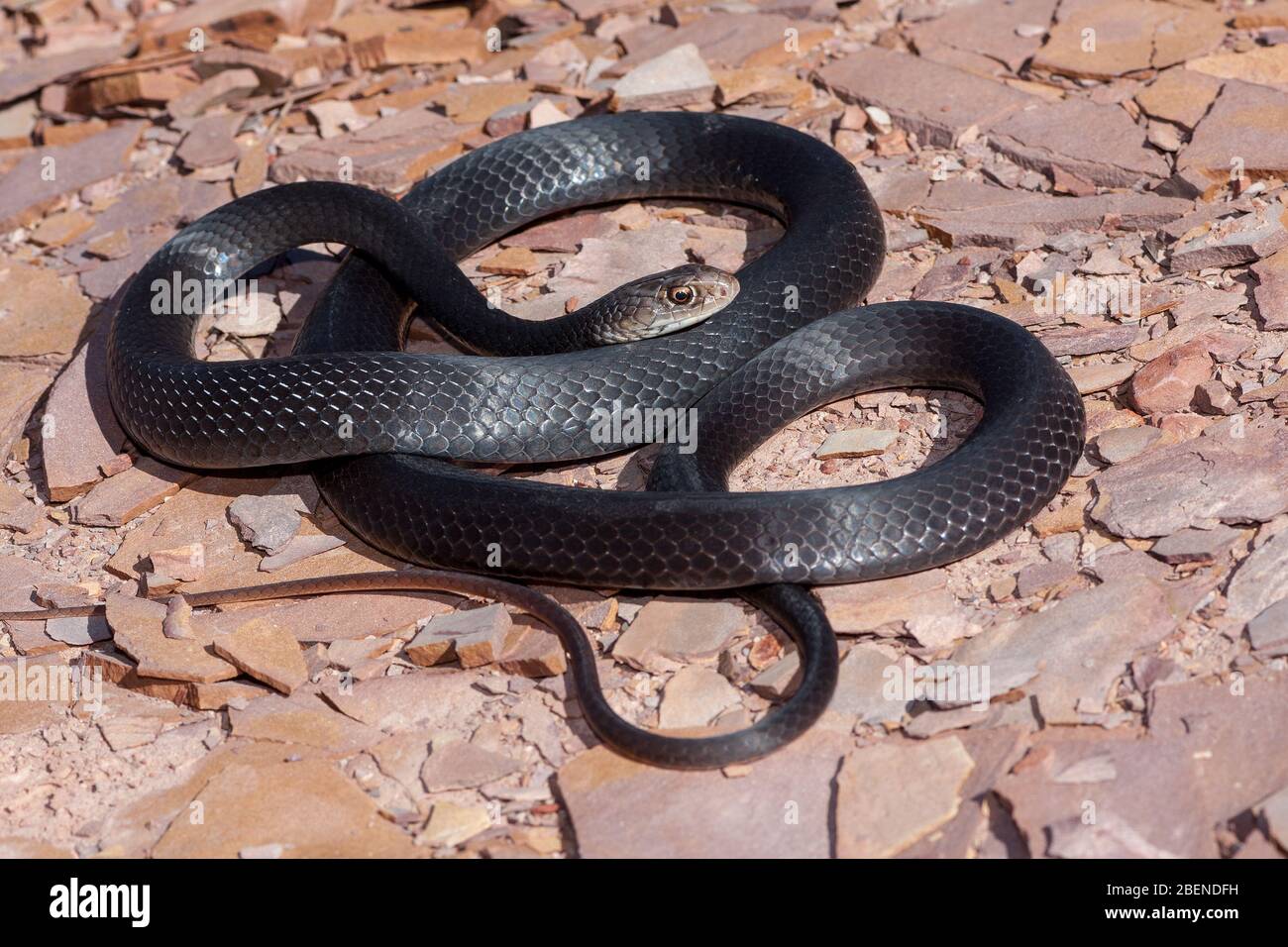 Greater Black Whip Snake Stock Photo