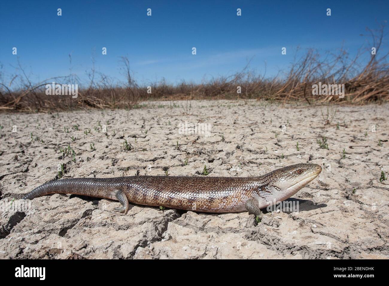 Northern Blue-tongue Lizard on clay pan Stock Photo