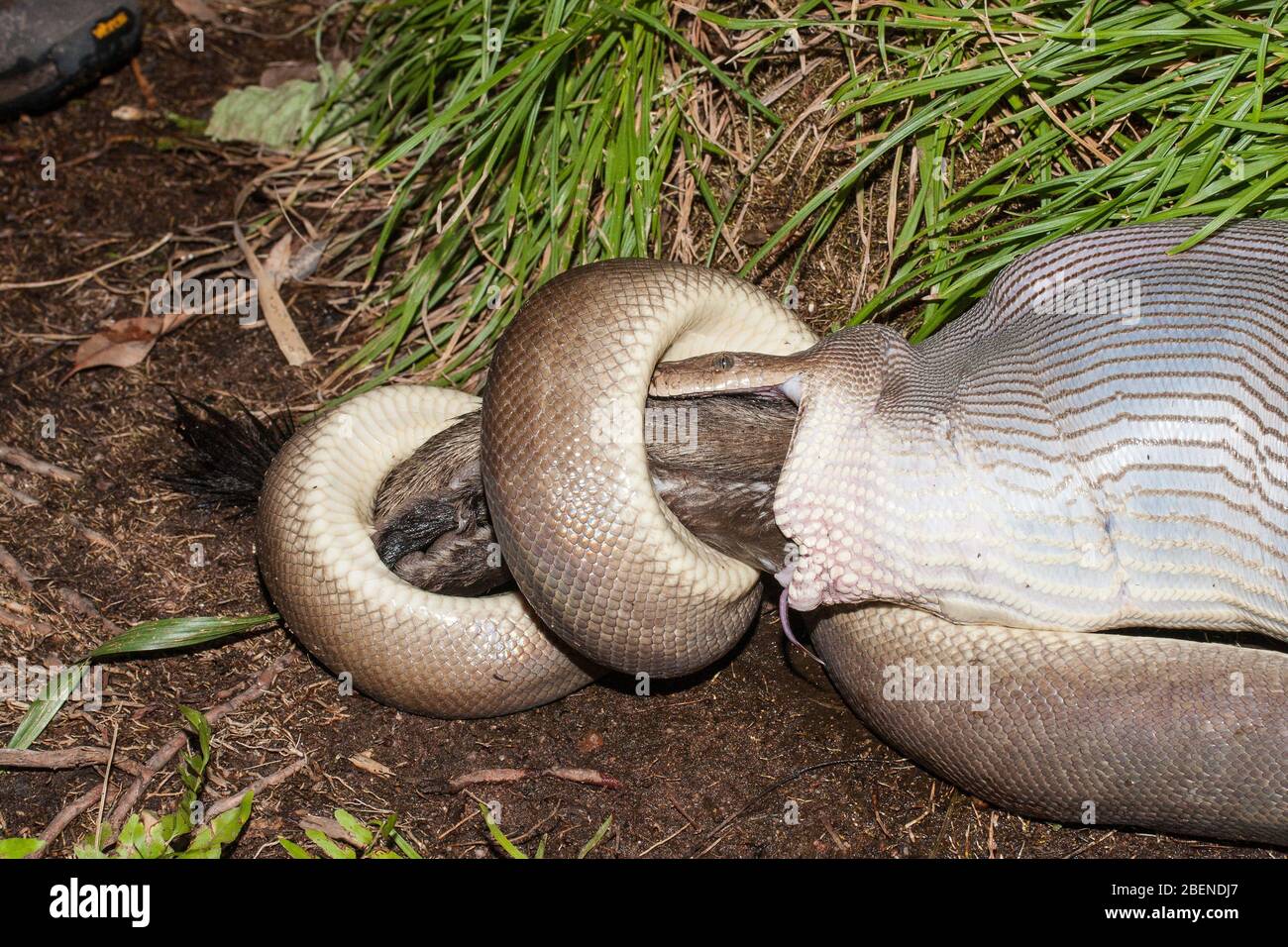 Python feeding hi-res stock photography and images - Alamy