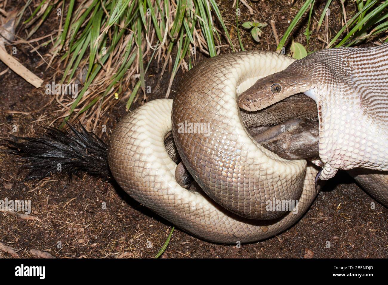 Python feeding hi-res stock photography and images - Alamy