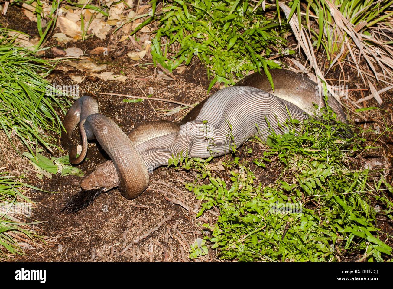 Olive Python feeding on Rock Wallaby Stock Photo - Alamy