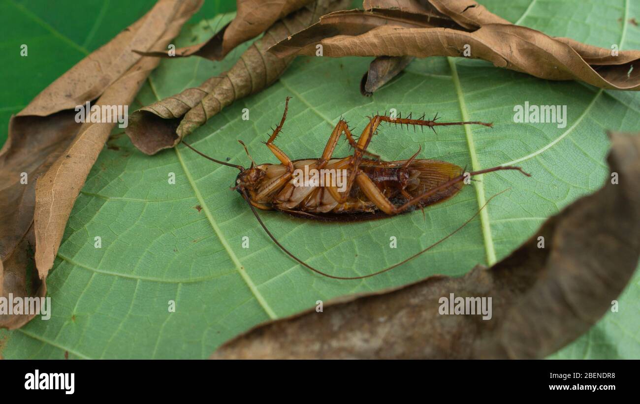Close up view of a dead brown cockroach turned upside down on a large green leaf surrounded by dry leaves in the middle of the garden Stock Photo