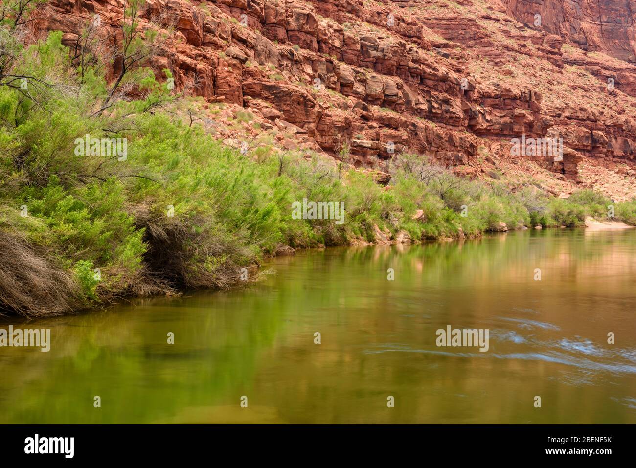 Grand Canyon cliff reflections in the Colorado River at daybreak (Georgie's Camp Mile 20), Grand Canyon National Park, Arizona, USA Stock Photo