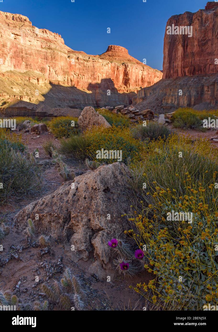Plant community on the arid delta at Nankoweap, Grand Canyon National Park, Arizona, USA Stock Photo