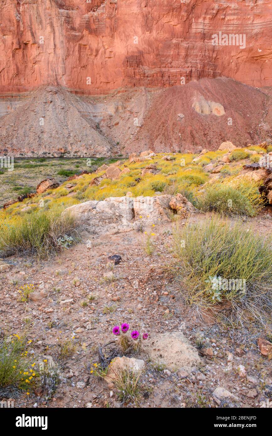 Plant community on the arid delta at Nankoweap, Grand Canyon National Park, Arizona, USA Stock Photo