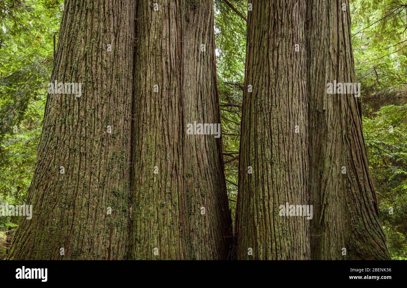 A grouping of large western red cedar trees in Moran State Park on Orcas Island, Washington, USA. Stock Photo