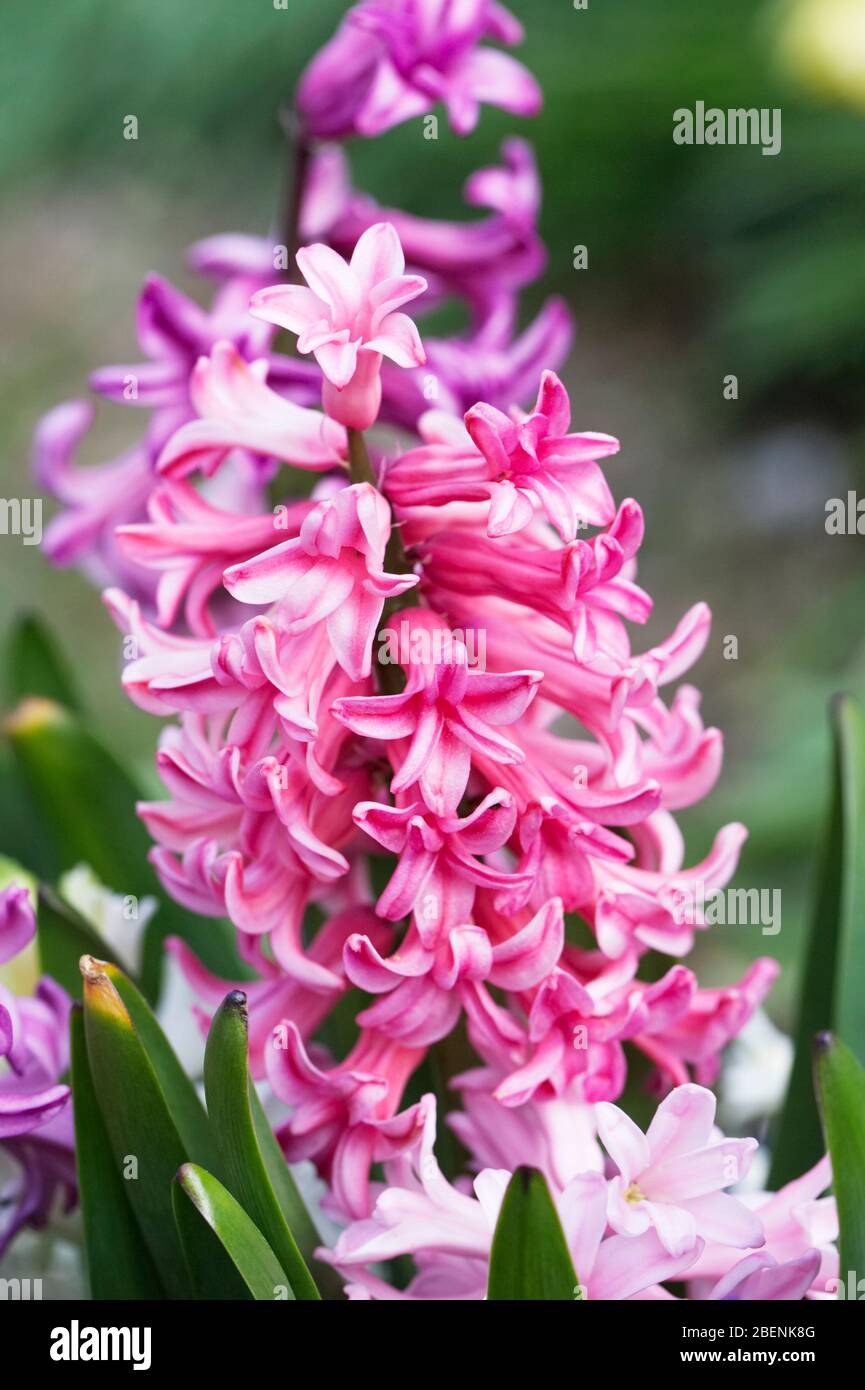 Hyacinthus 'Berries and Cream' flowers. Stock Photo