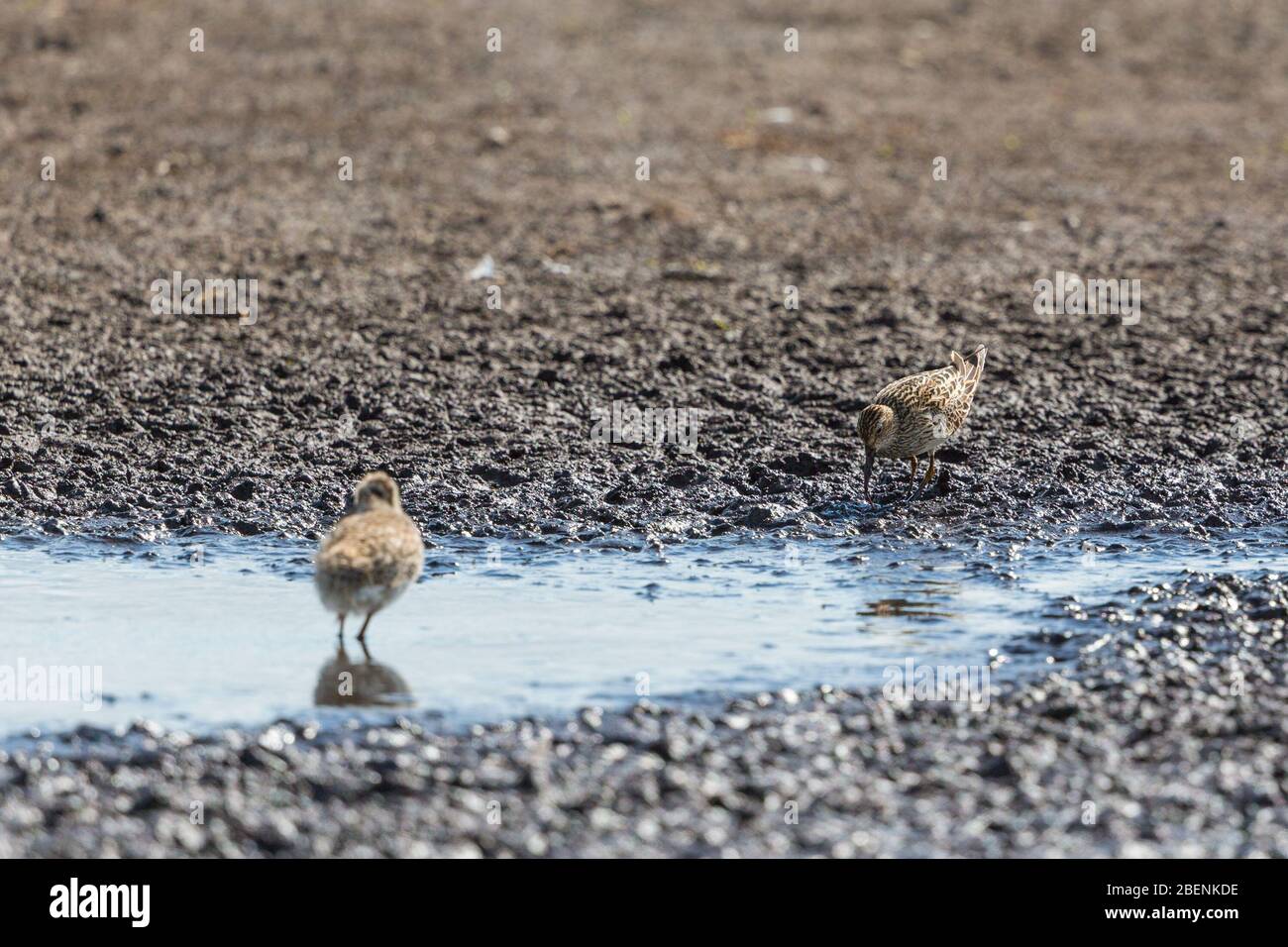 Curlew Sandpiper in the mud at the water edge Stock Photo