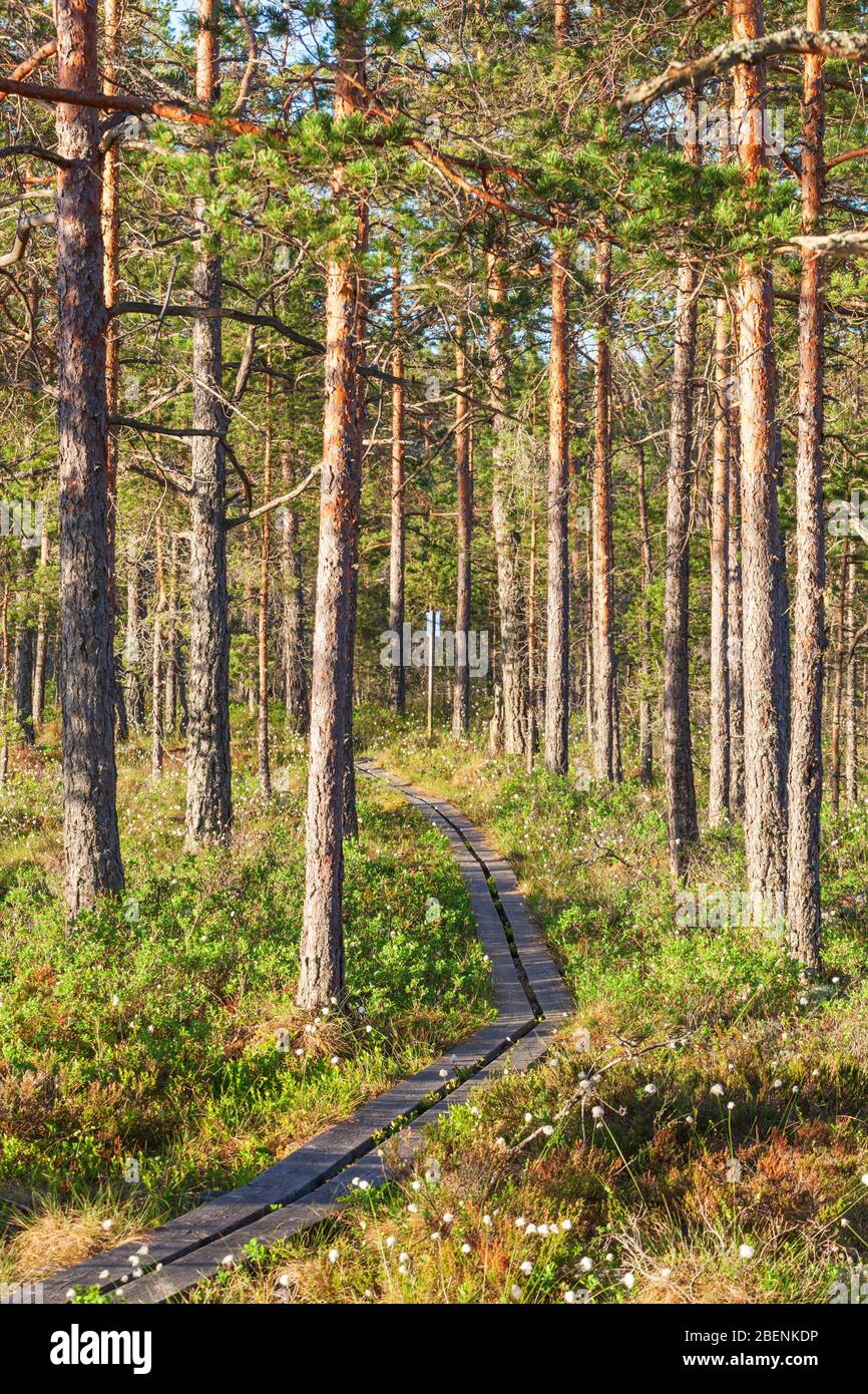 Hiking trail through the pine forest Stock Photo
