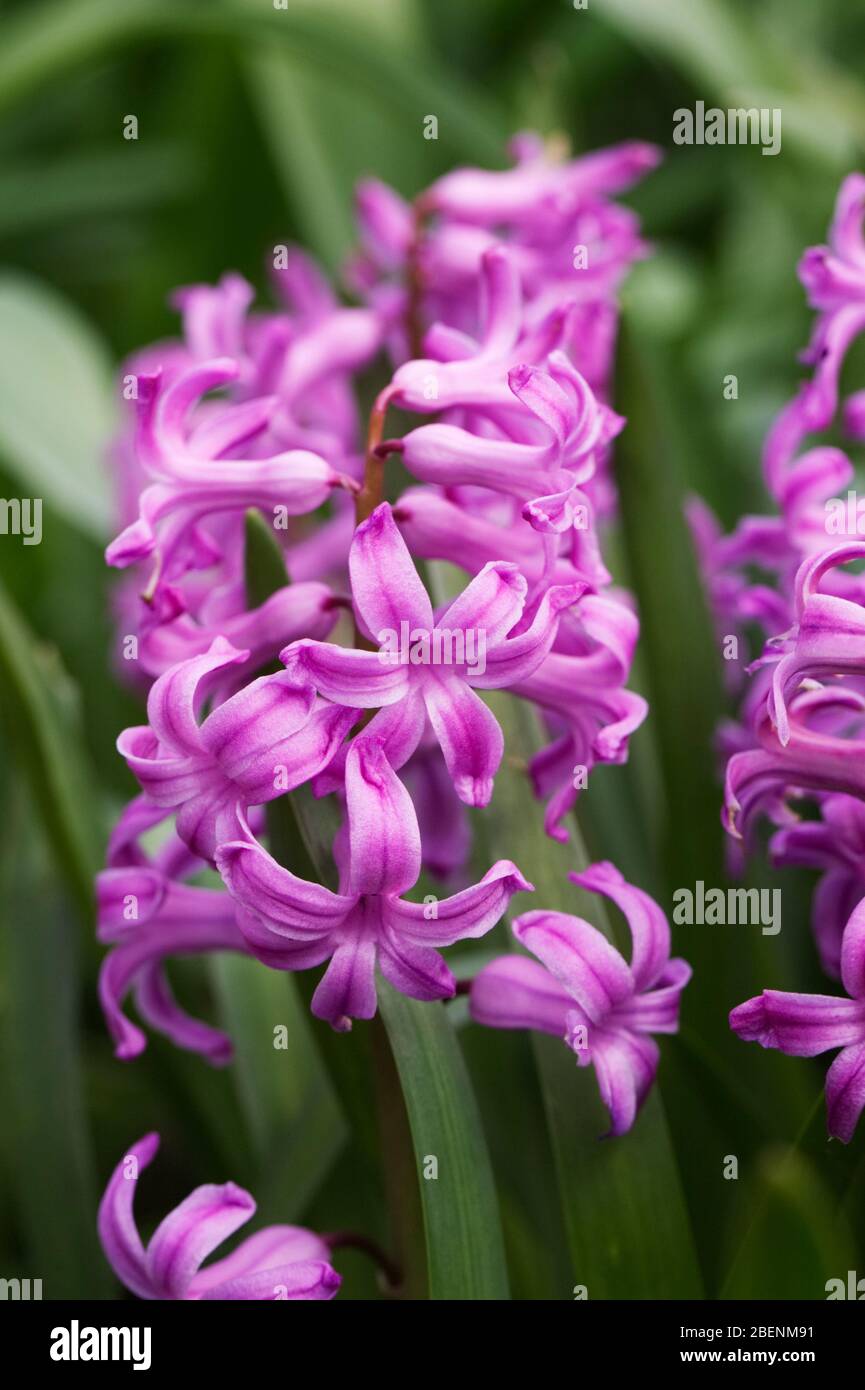 Pink Hyacinth in the garden. Stock Photo