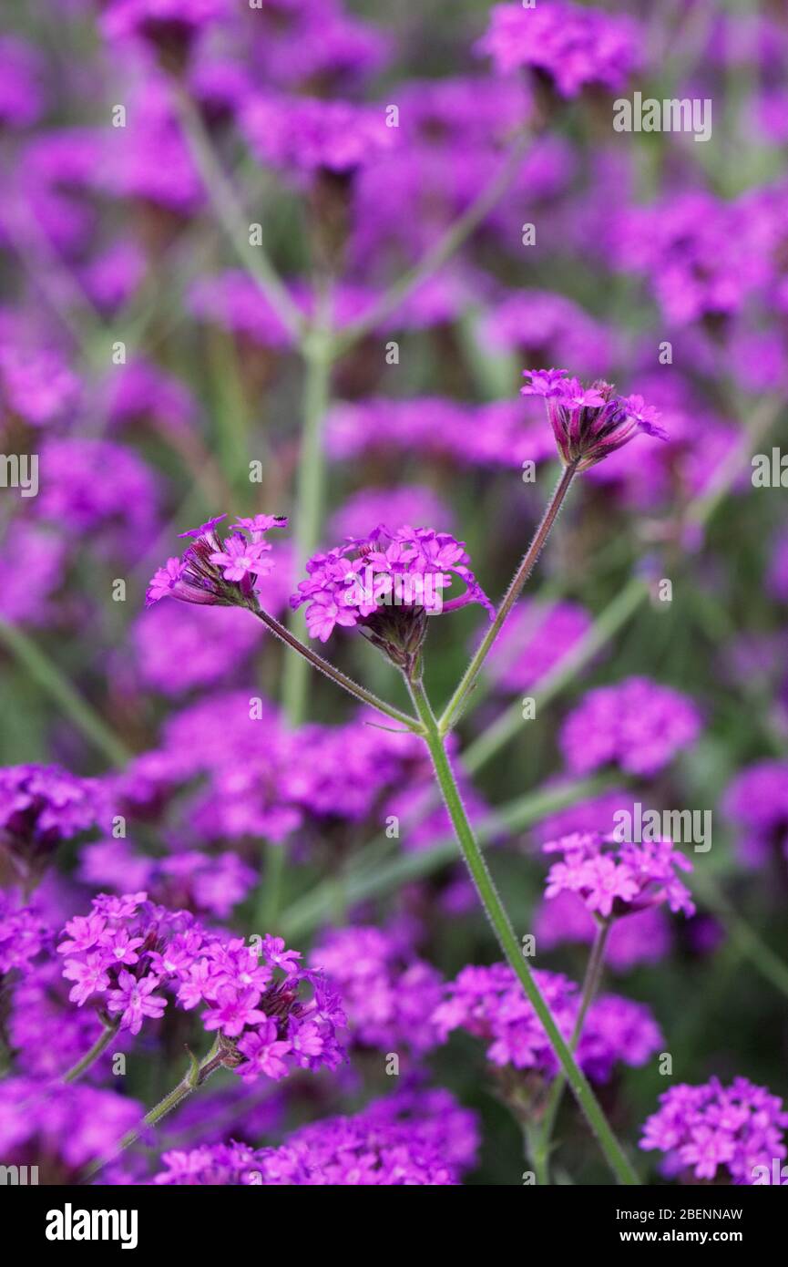 Verbena rigida Santos Purple flowering Stock Photo