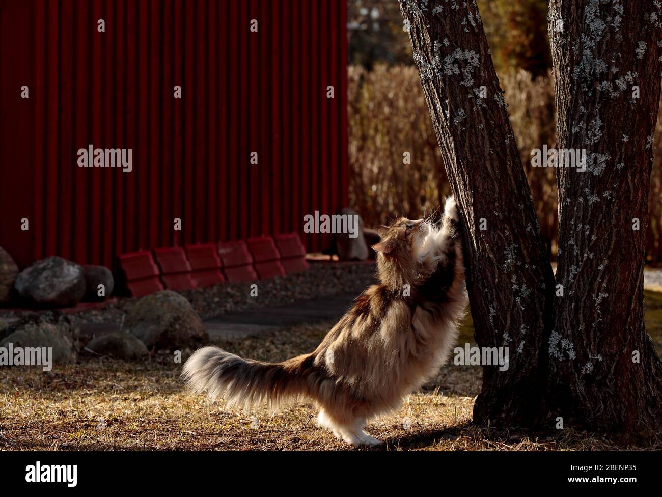 A tortoiseshell norwegian forest cat female scratching tree trunk on a springlike day Stock Photo