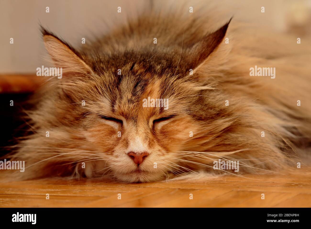 A norwegian forest cat female sleeping on a wooden floor Stock Photo