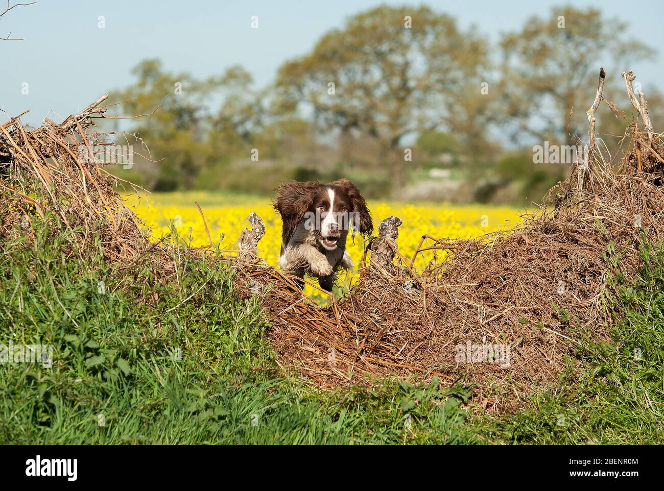 Springer Spaniel Stock Photo