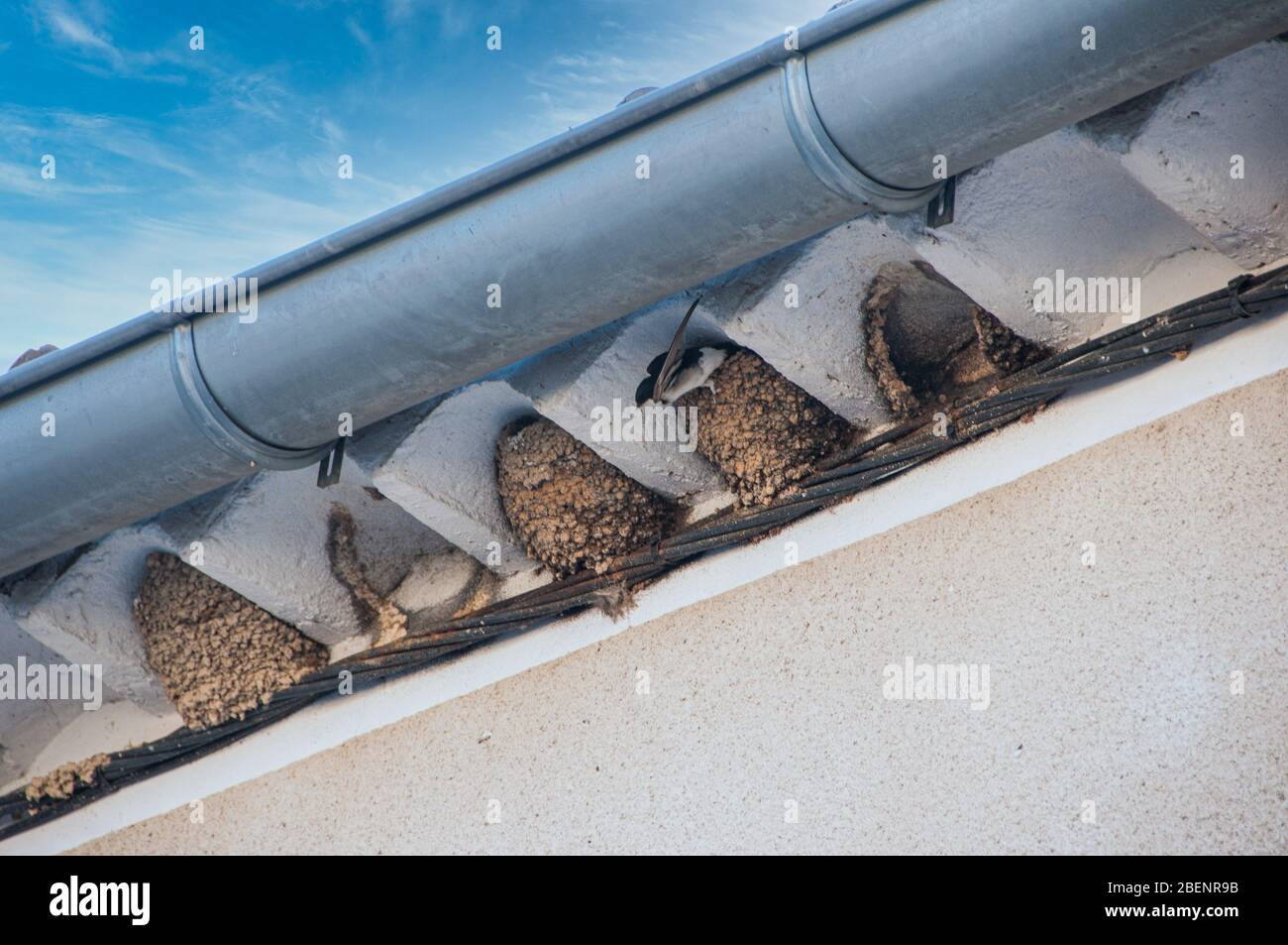 Swallow nests under a gutter Stock Photo Alamy