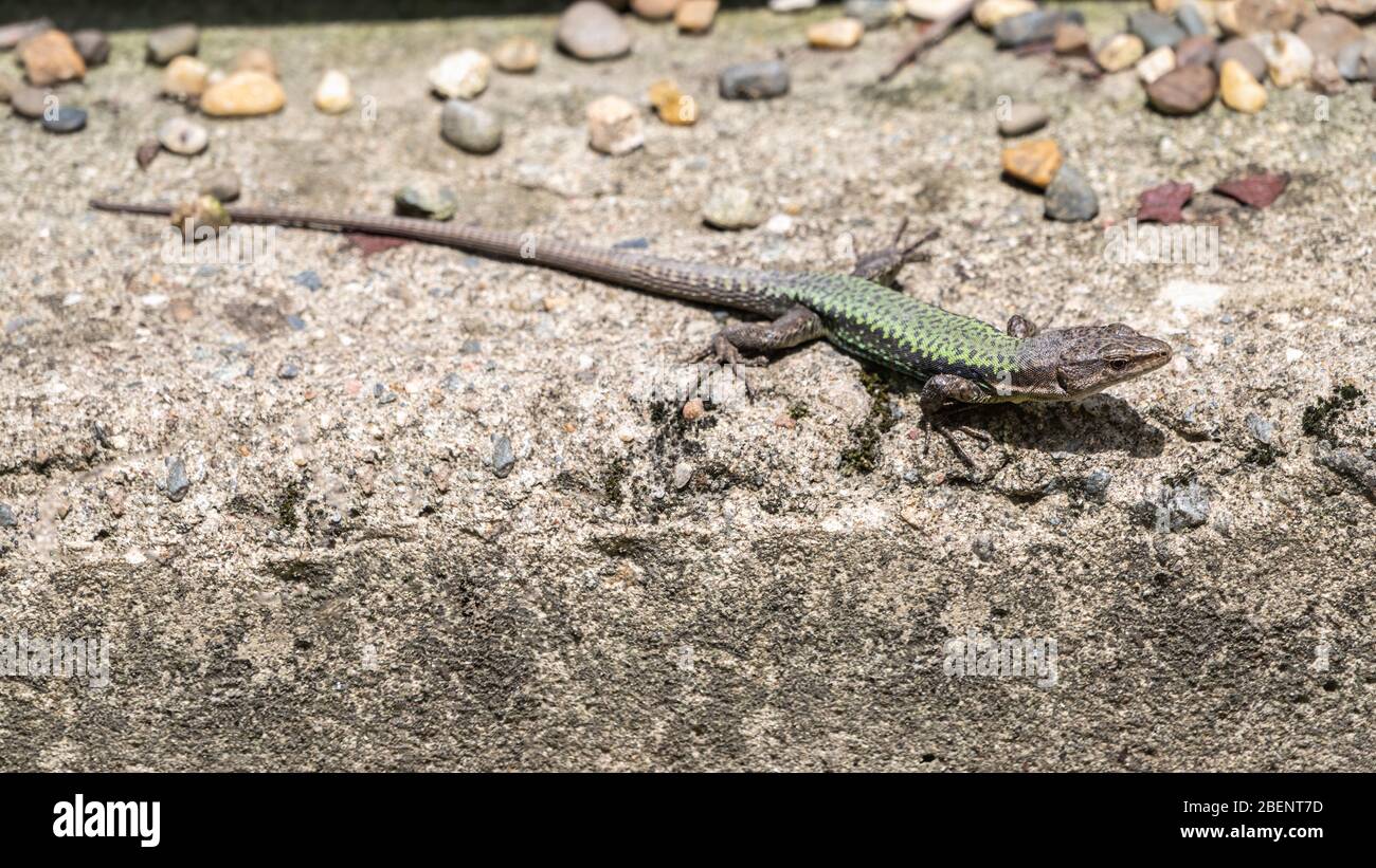 Crawl under a rock hi-res stock photography and images - Alamy