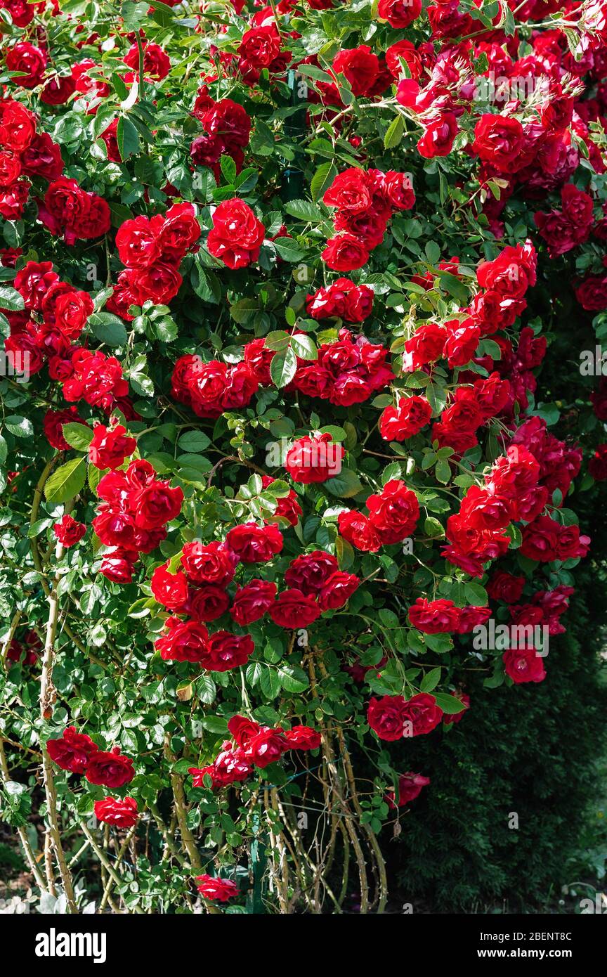 Red garden roses blooming in secret garden. Beautiful nature botany photo  wallpaper. Close-up shot of the beautiful flowers. Suitable for floral  backg Stock Photo - Alamy
